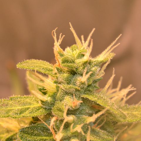 Super Skunk Auto growlog timeline photo