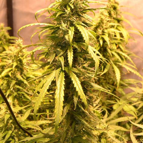 Super Skunk Auto growlog timeline photo