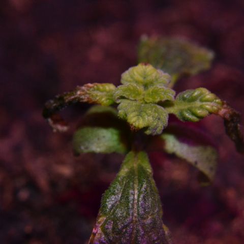 Auto Critical Orange Punch growlog timeline photo