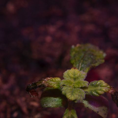Auto Critical Orange Punch growlog timeline photo