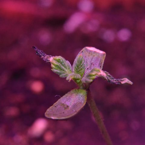 Bubba Kush Autoflowering growlog timeline photo