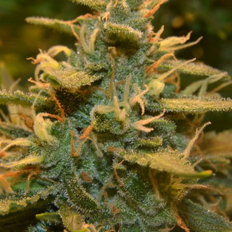 Think different growlog timeline photo