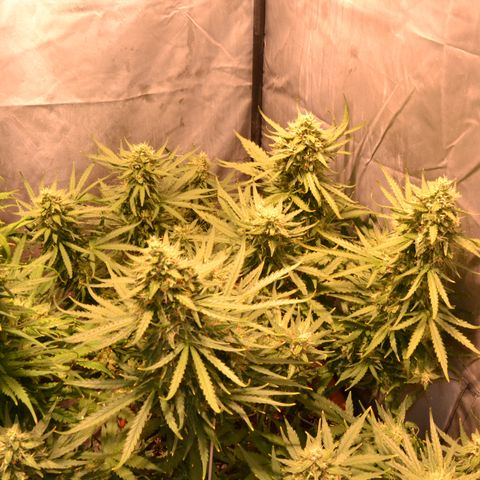 Think different growlog timeline photo
