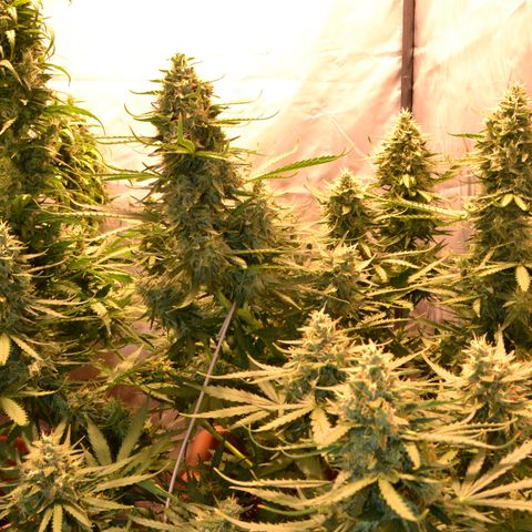 Think different growlog timeline photo