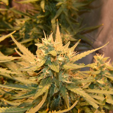 Think different growlog timeline photo