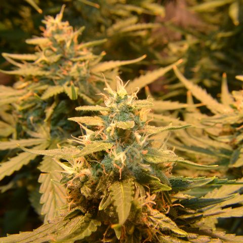 Think different growlog timeline photo