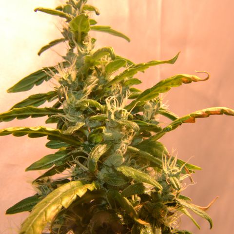 Super Skunk Auto growlog timeline photo