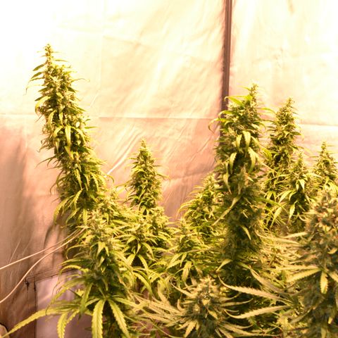 Super Skunk Auto growlog timeline photo