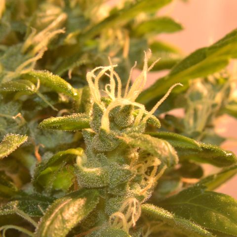 Super Skunk Auto growlog timeline photo