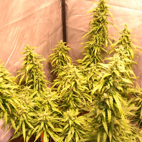Super Skunk Auto growlog timeline photo