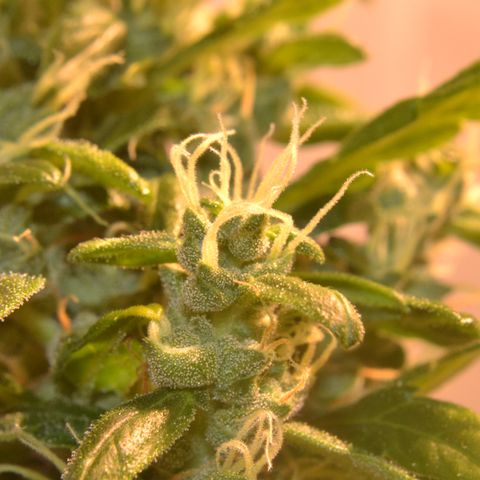 Super Skunk Auto growlog timeline photo