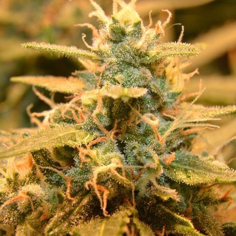 Think different growlog timeline photo