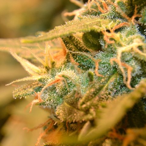 Think different growlog timeline photo