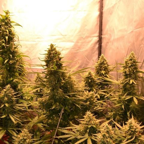 Think different growlog timeline photo