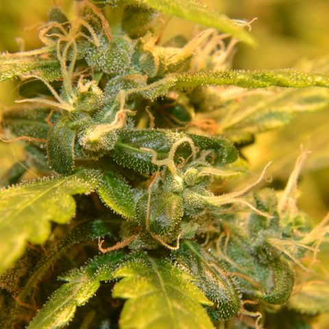 Super Skunk Auto growlog timeline photo