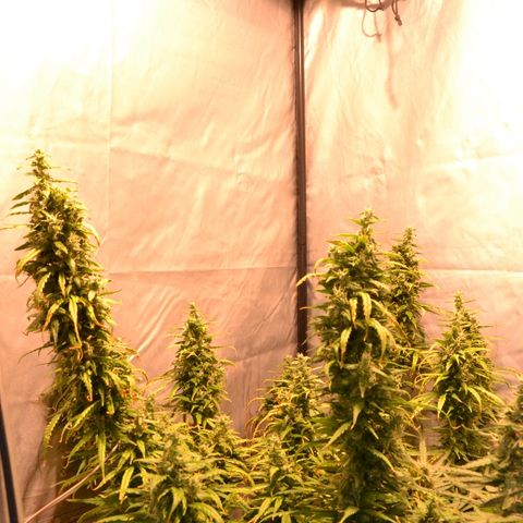 Super Skunk Auto growlog timeline photo