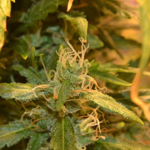 Super Skunk Auto growlog timeline photo