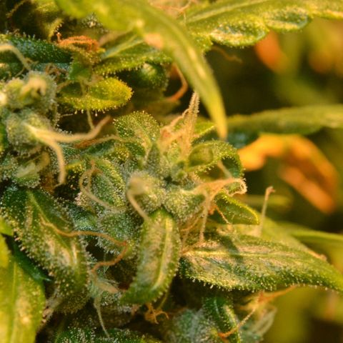 Super Skunk Auto growlog timeline photo