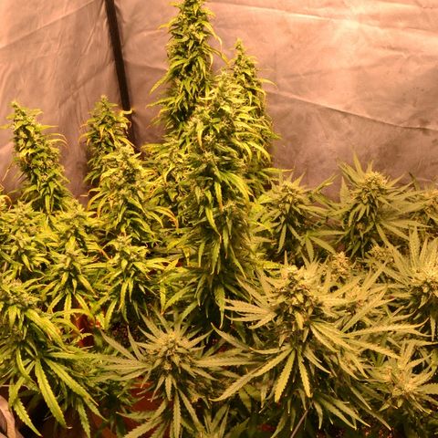 Super Skunk Auto growlog timeline photo
