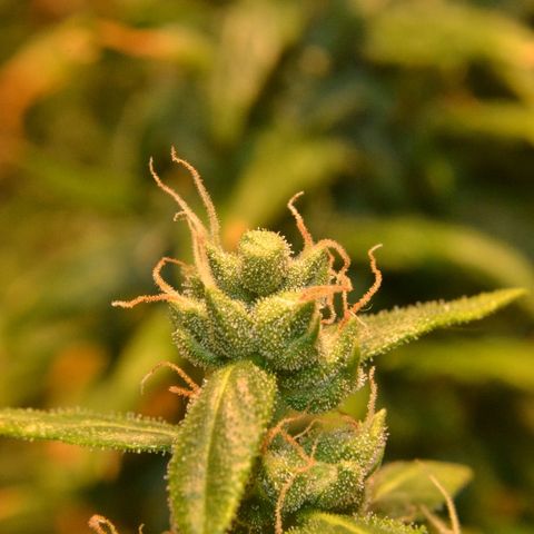 Super Skunk Auto growlog timeline photo