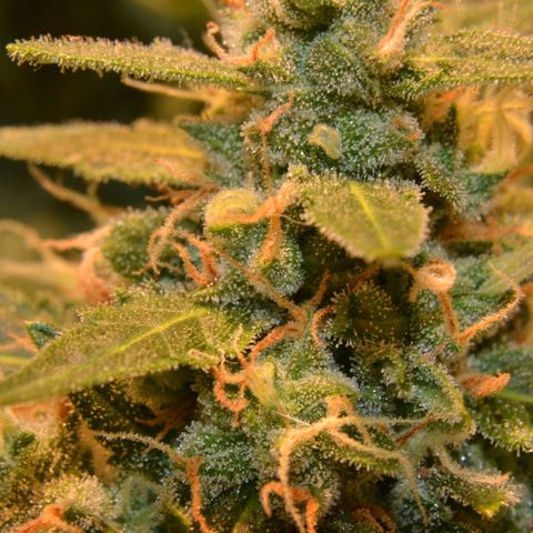 Think different growlog timeline photo
