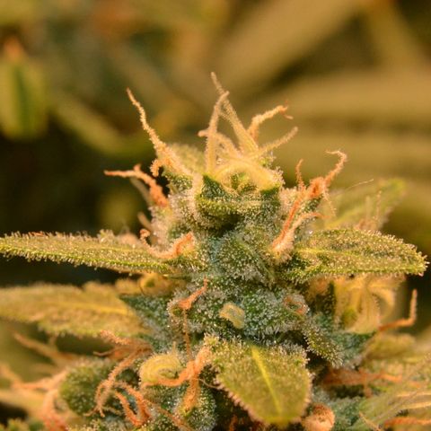 Think different growlog timeline photo
