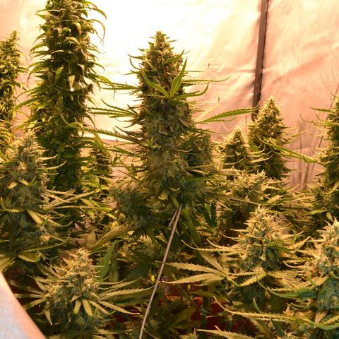 Think different growlog timeline photo