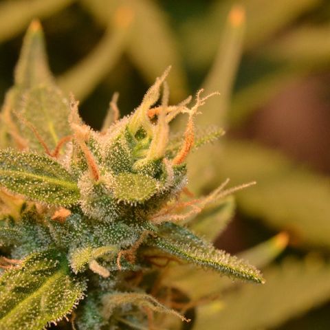 Think different growlog timeline photo