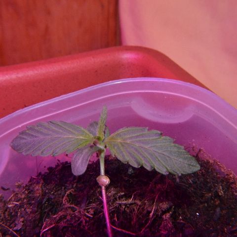 Bubba Kush Autoflowering growlog timeline photo