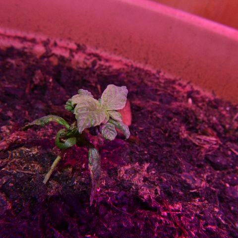Auto Critical Orange Punch growlog timeline photo