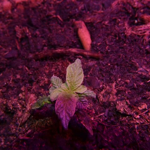 Auto Critical Orange Punch growlog timeline photo