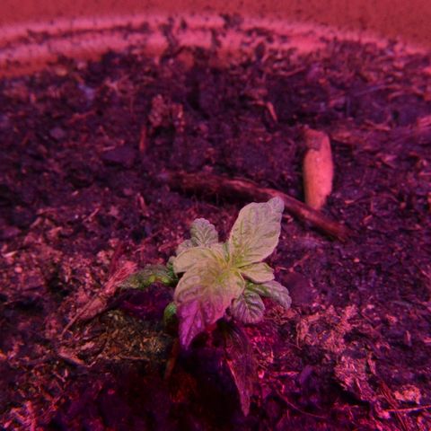 Auto Critical Orange Punch growlog timeline photo
