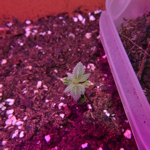 Bubba Kush Autoflowering growlog timeline photo