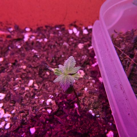 Bubba Kush Autoflowering growlog timeline photo