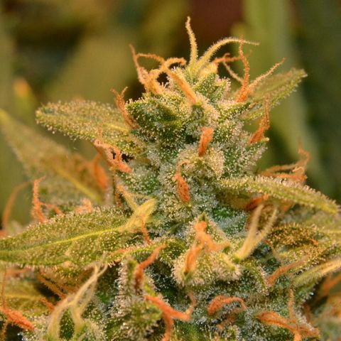 Think different growlog timeline photo