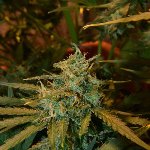 Think different growlog timeline photo