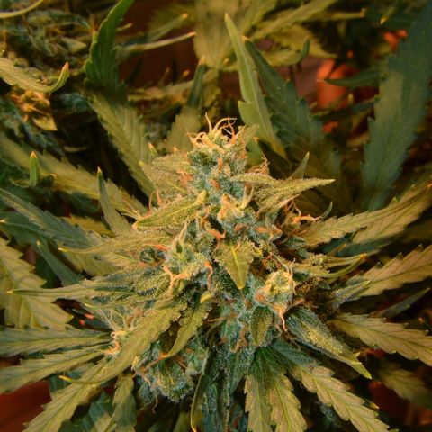 Think different growlog timeline photo
