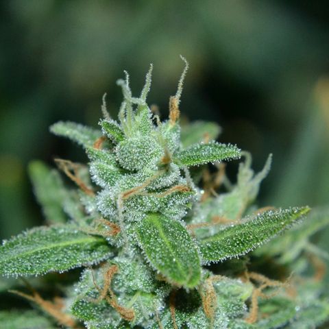 Think different growlog timeline photo