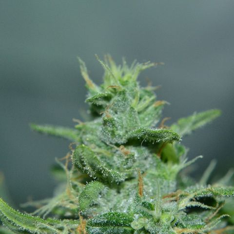 Think different growlog timeline photo