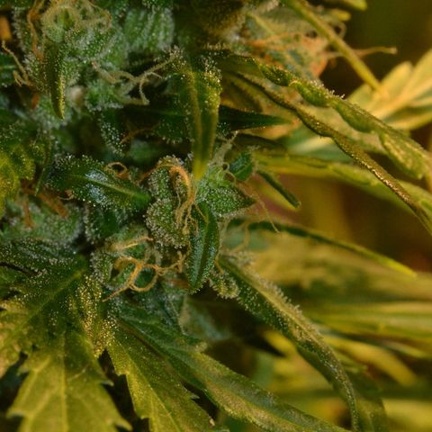 Super Skunk Auto growlog timeline photo