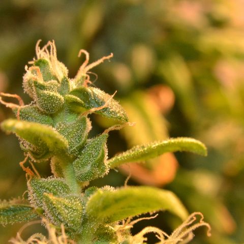 Super Skunk Auto growlog timeline photo