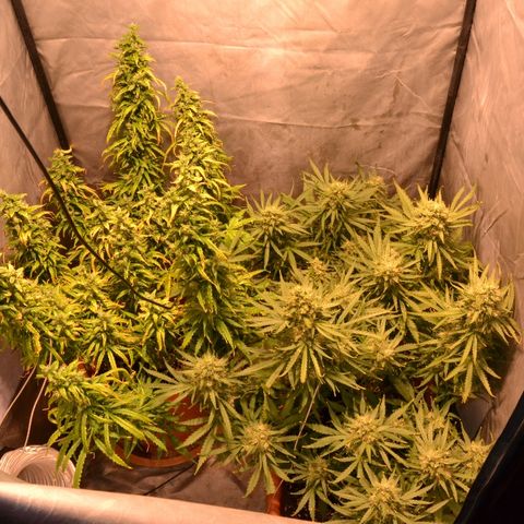 Super Skunk Auto growlog timeline photo