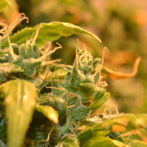 Super Skunk Auto growlog timeline photo