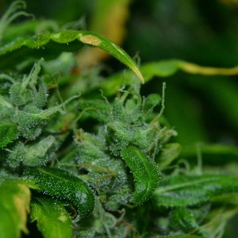 Super Skunk Auto growlog timeline photo