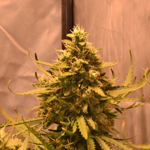 Think different growlog timeline photo