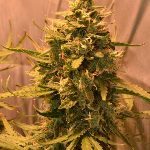 Think different growlog timeline photo