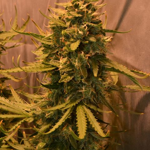 Think different growlog timeline photo