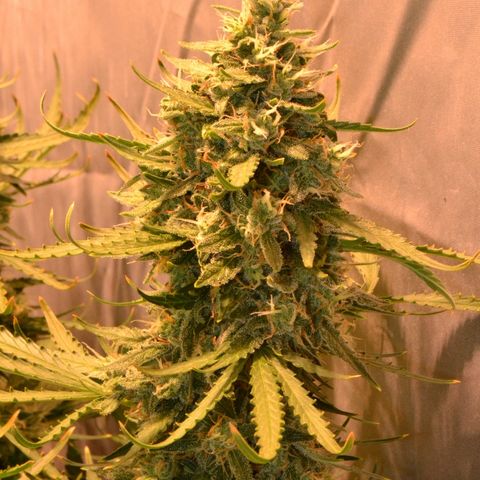 Think different growlog timeline photo
