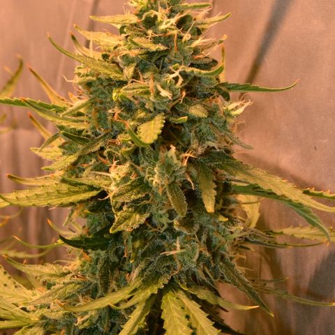 Think different growlog timeline photo