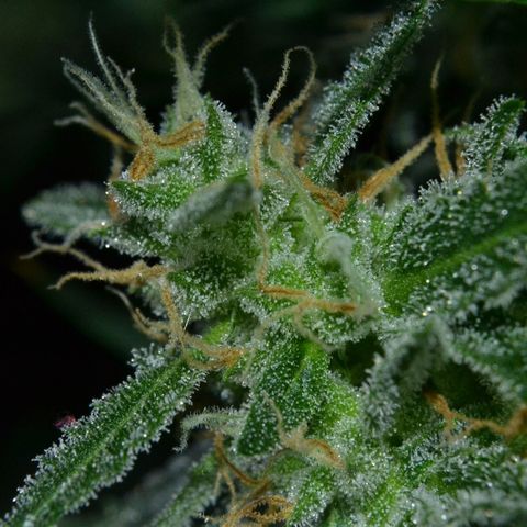 Think different growlog photo: Start dark for 48 hours